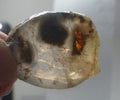 A+ Virgin Valley Precious Opal LOG SLICE Petrified Wood Nevada 20.7 carats!