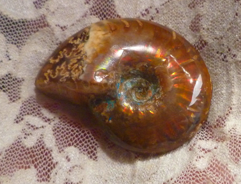 44mm Red QUALITY AMMONITE FOSSIL 100 million Years Madagascar 129.4cts