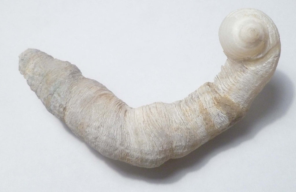 5.5" SEASHELL MOLUSKS SNAIL FOSSIL, CORALLIOPHILIDAE INDONESIA Amazing Specimen!