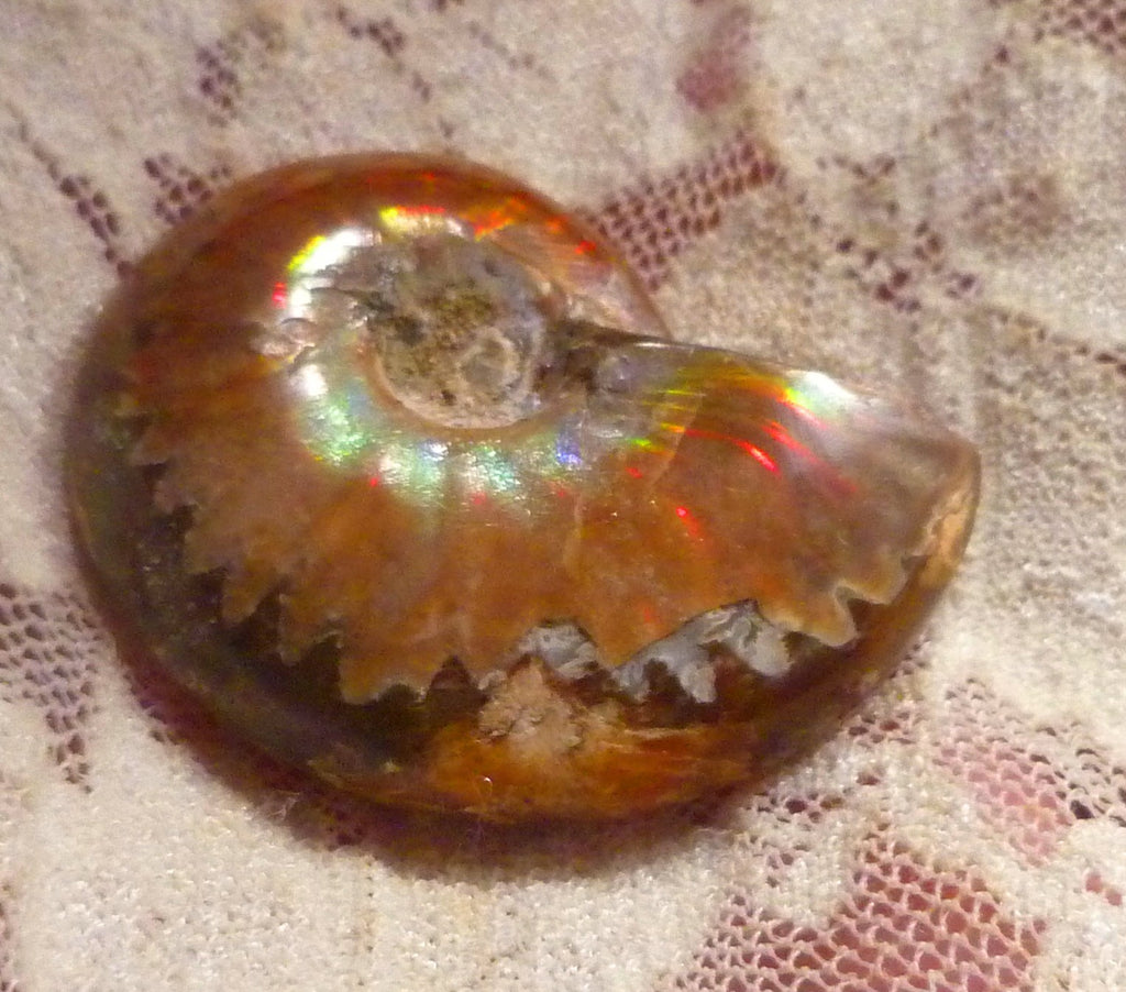 35mm Red GEM QUALITY AMMONITE FOSSIL 100 million Years Madagascar 69cts