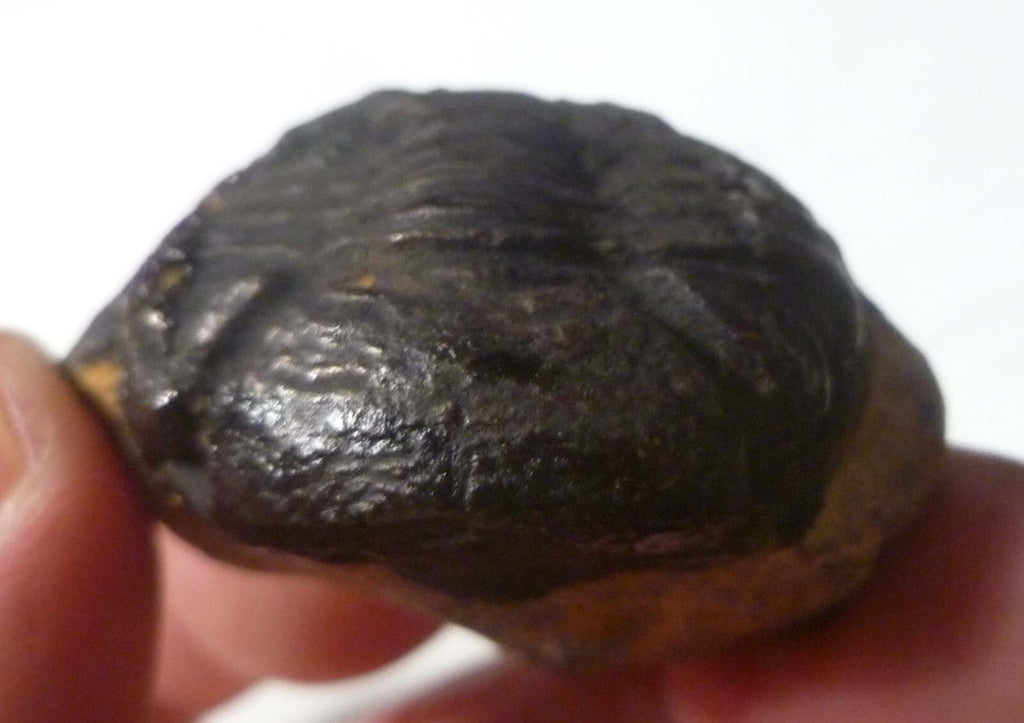 45mm Quality Phacops Trilobite Fossil From The Devonian of Morocco
