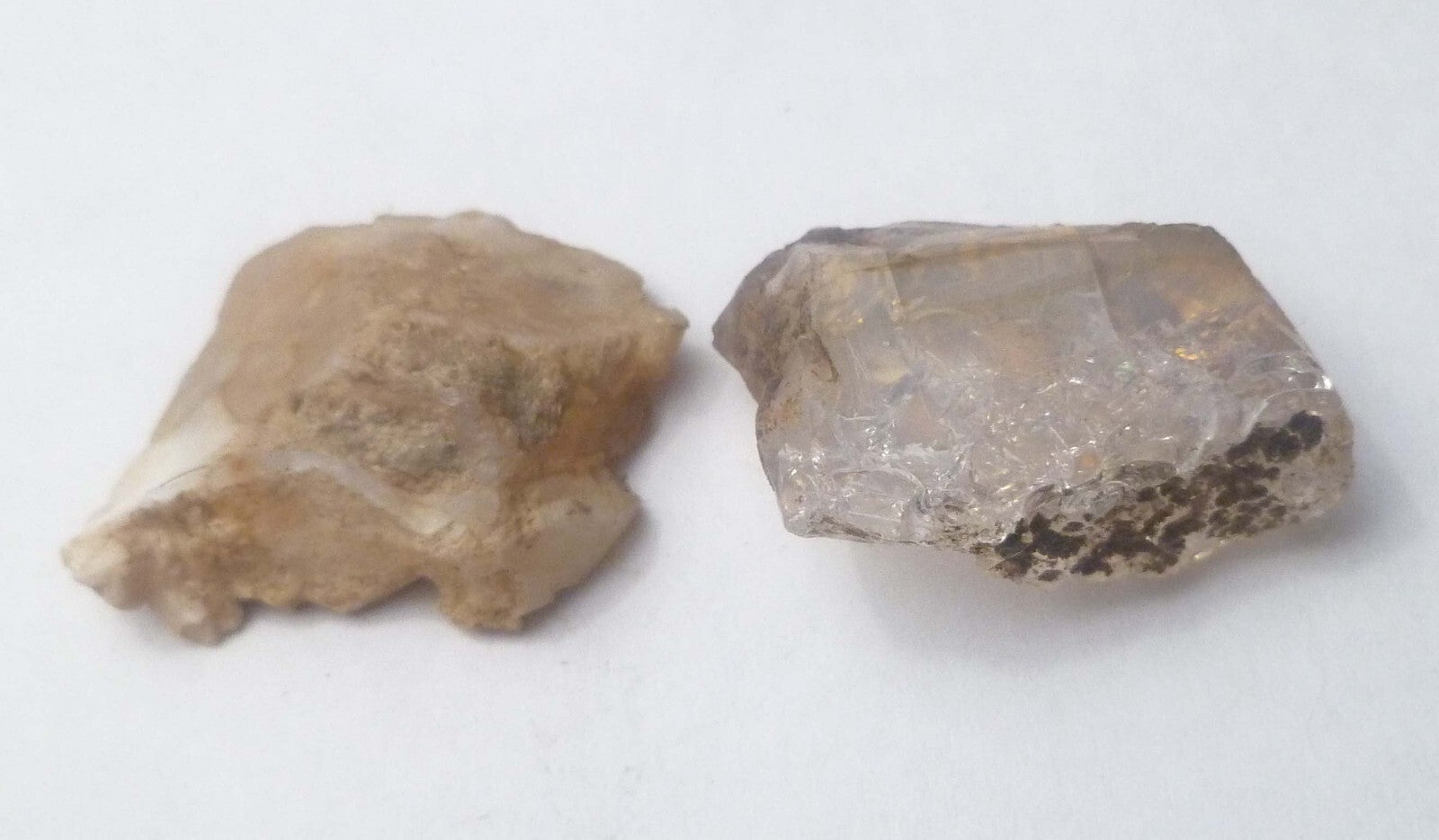 2 Virgin Valley Opal Petrified Wood Specimens Nevada