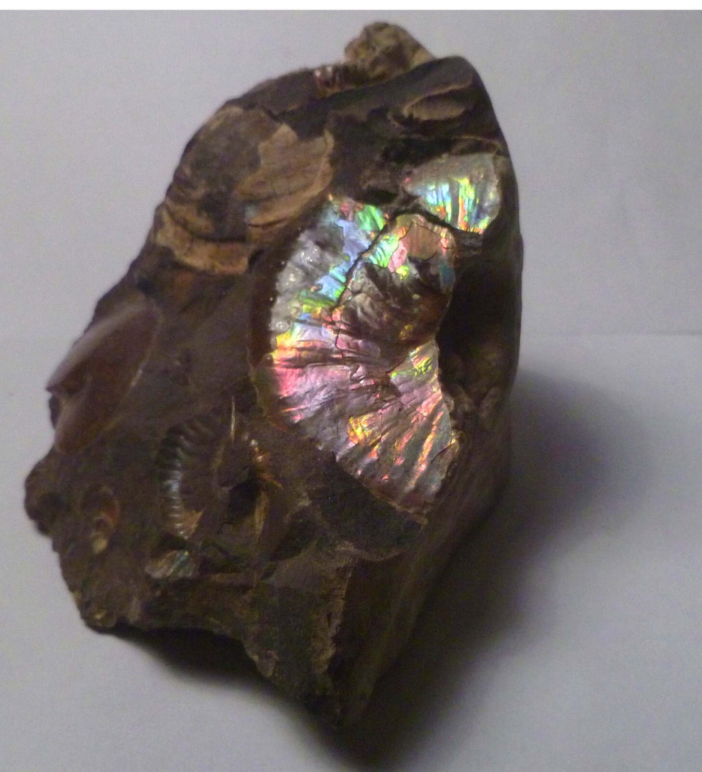 LOTS of fossils! Iridescent Ammonite Ammolite Fossil Discus South Dakota Matrix