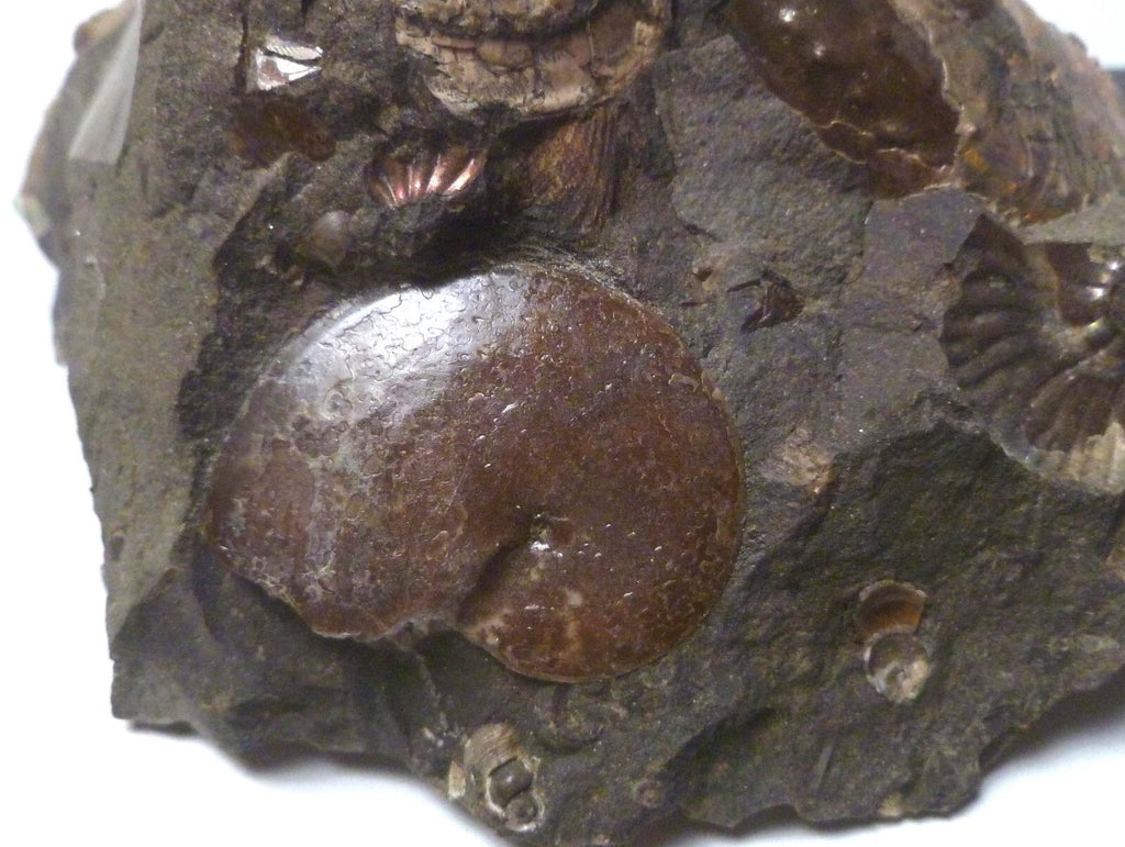LOTS of fossils! Iridescent Ammonite Ammolite Fossil Discus South Dakota Matrix