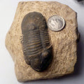 74mm Quality Reedops Trilobite Fossil From The Devonian of Morocco