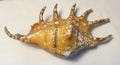 Rare Lambis Scorpius Spider Conch Sea Shell (Scorpion Conch) Beach 6.75"        