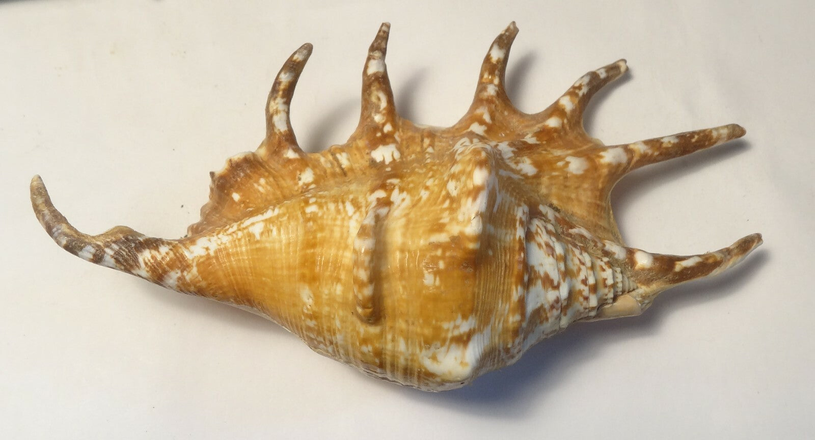 Rare Lambis Scorpius Spider Conch Sea Shell (Scorpion Conch) Beach 6.75"        