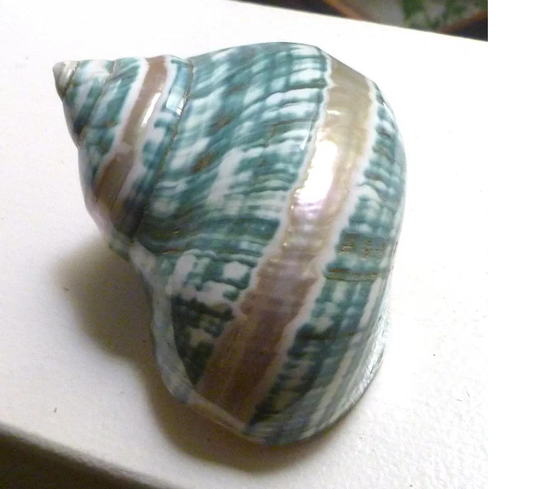4" Banded Turbo Seashell Polished Mother of Pearl Iridescent Home Decor Beach