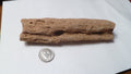 4.75" Fulgurite lightning fused sand Sahara Fossil Lightning
