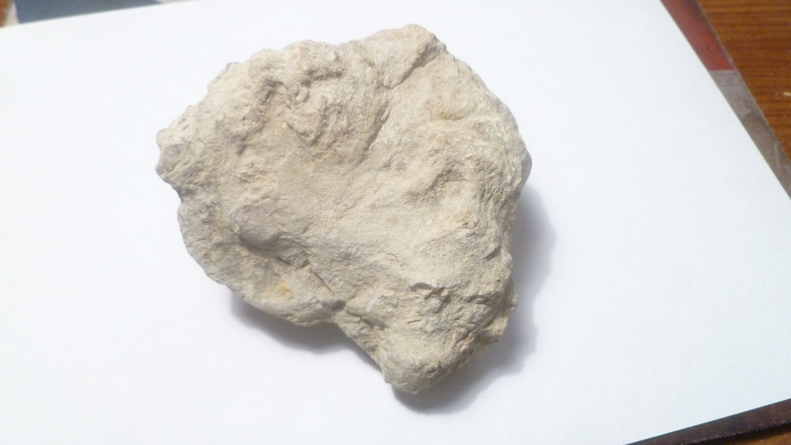 2.75" Clam Fossil South Dakota