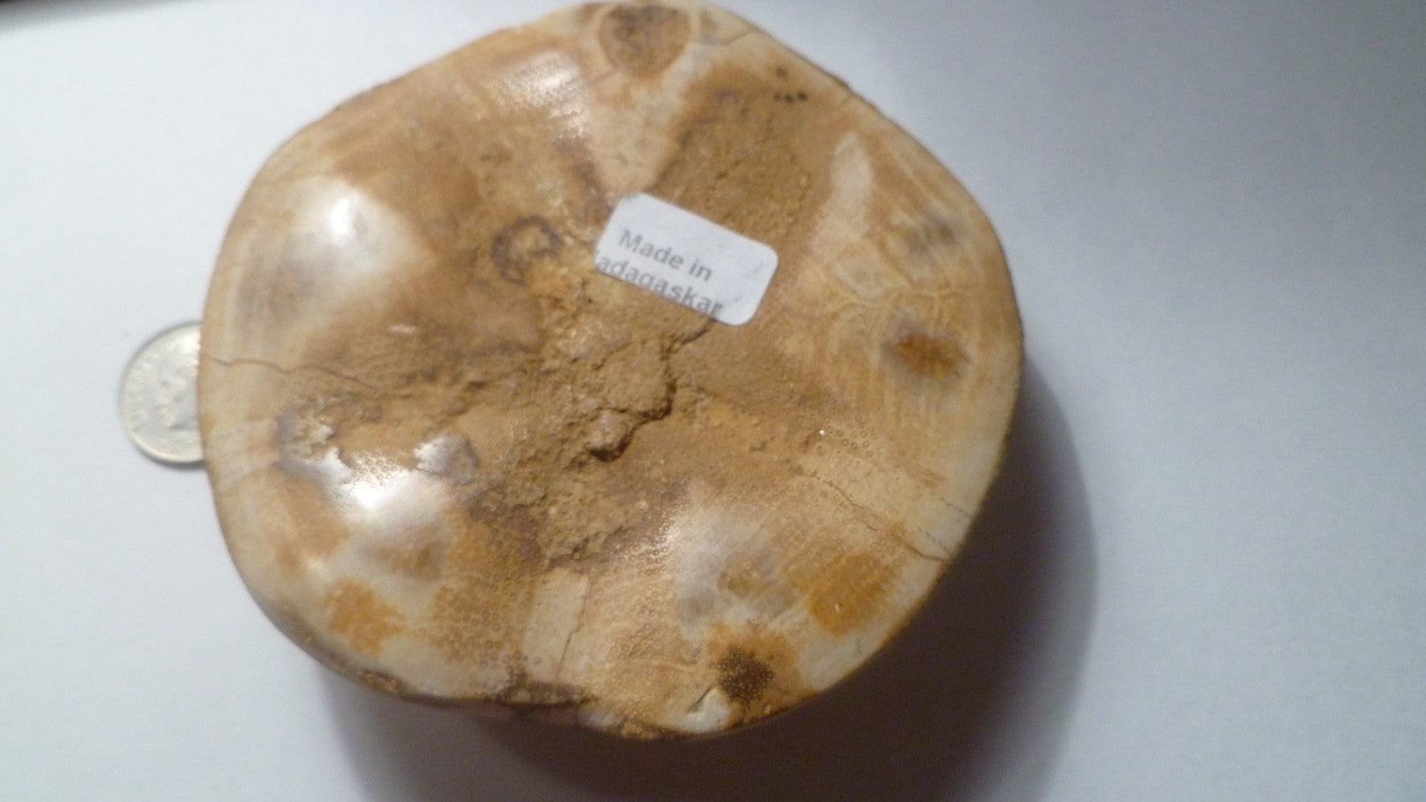 Excellent Sand dollar Clypeasteroid Fossil Perfect Polished Star 3 & 1/4"