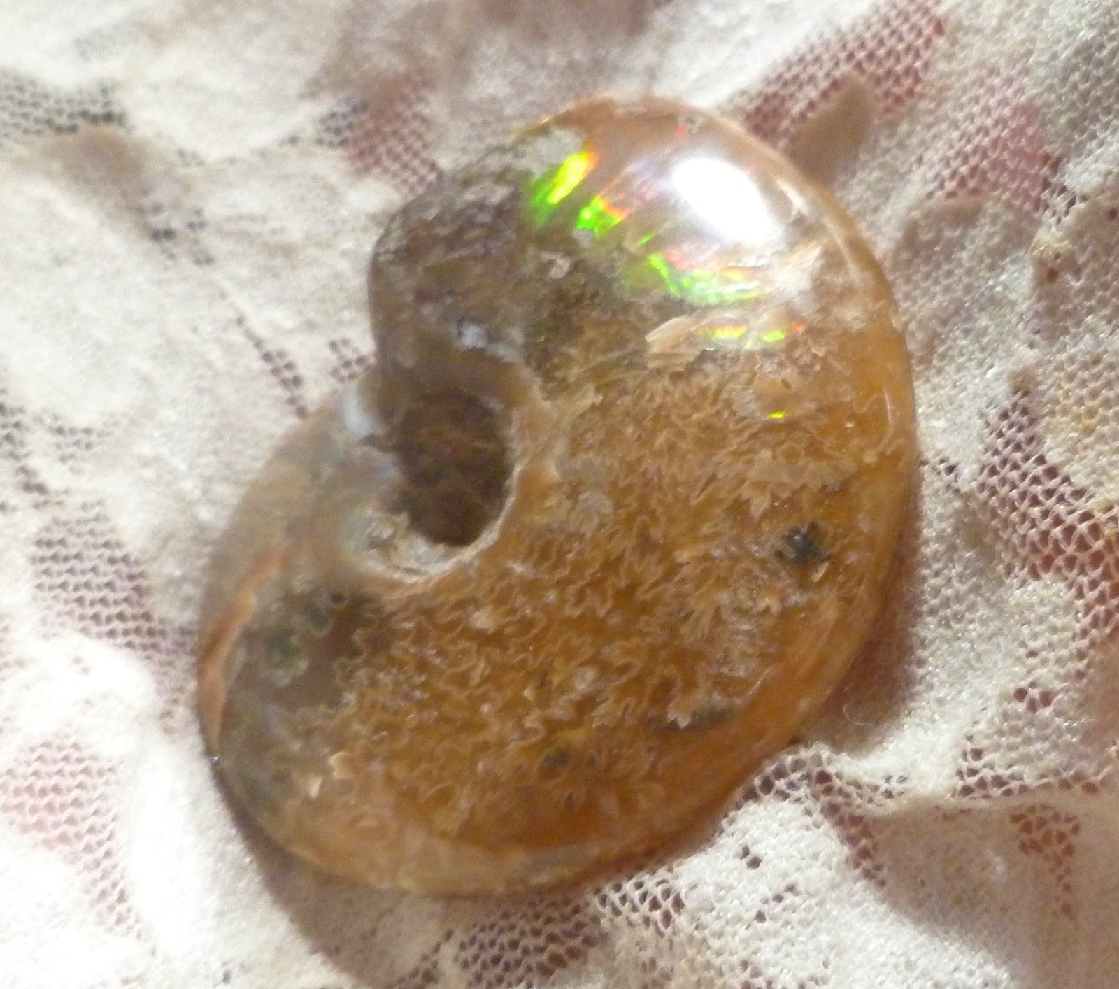 49mm Green Red Polished AMMONITE FOSSIL 100 million Years Madagascar 171cts