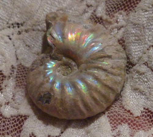 34mm Iridescent AMMONITE FOSSIL Opalized 100 million Years Madagascar
