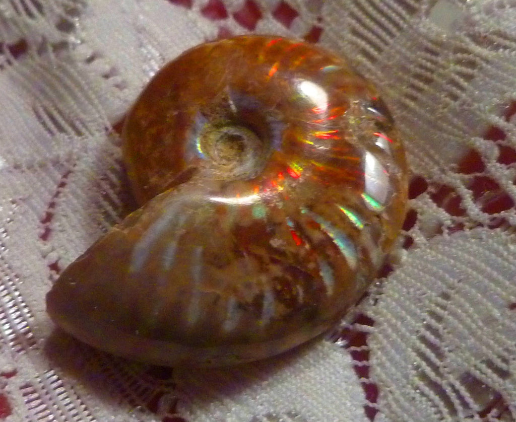 31mm Red Blue GEM QUALITY AMMONITE FOSSIL 100 million Years Madagascar 43cts