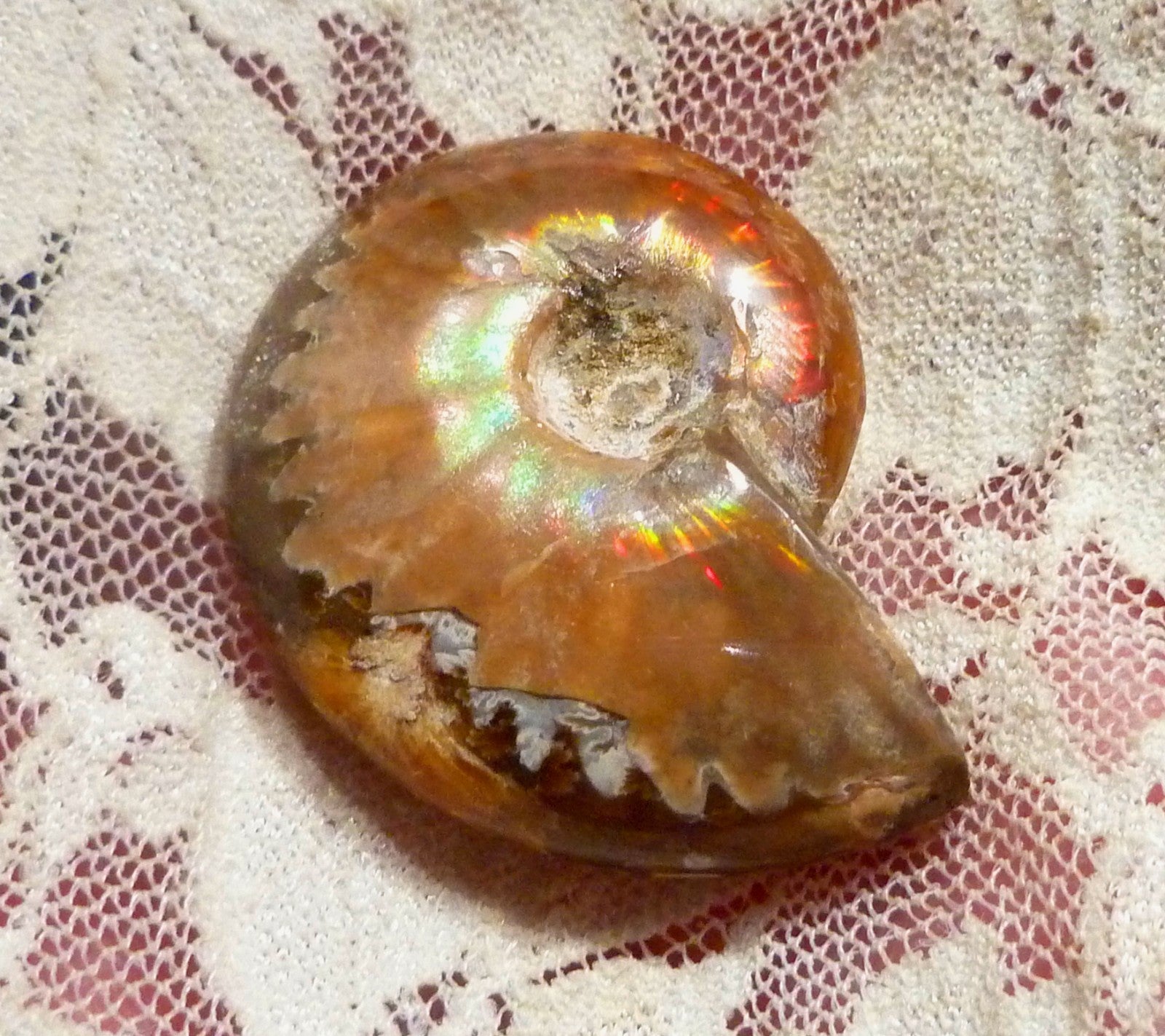 35mm Red GEM QUALITY AMMONITE FOSSIL 100 million Years Madagascar 69cts