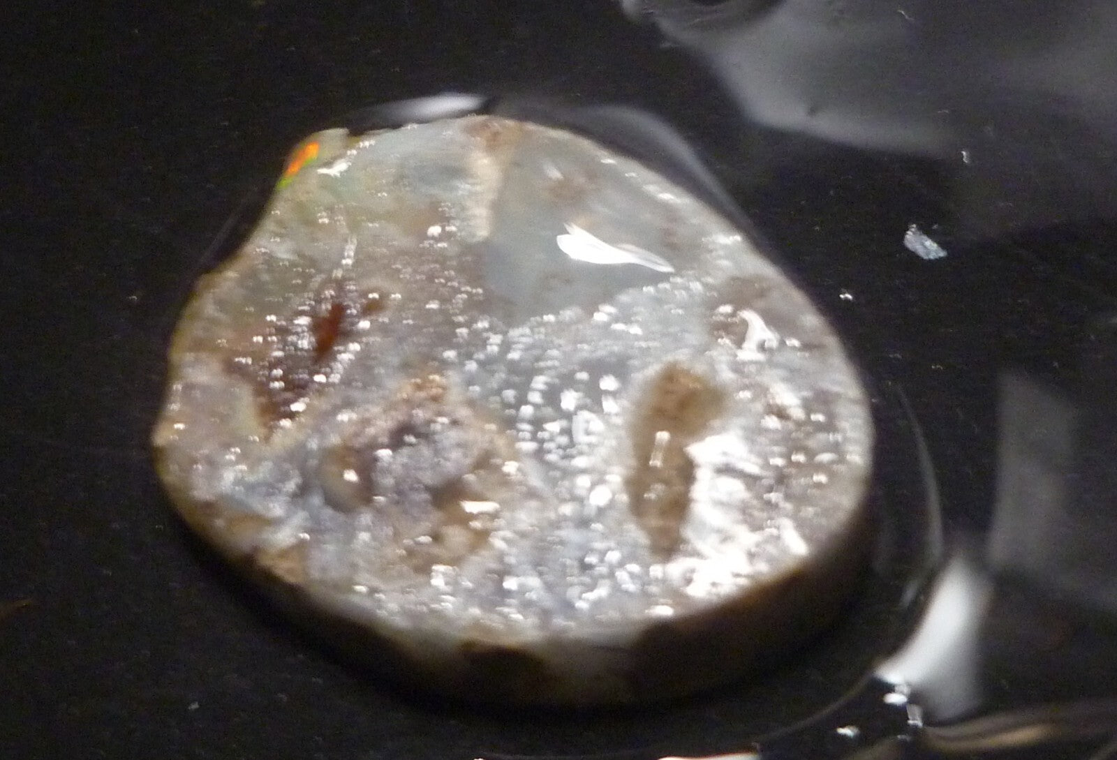 A+ Virgin Valley Precious Opal LOG SLICE Petrified Wood Nevada 20.7 carats!