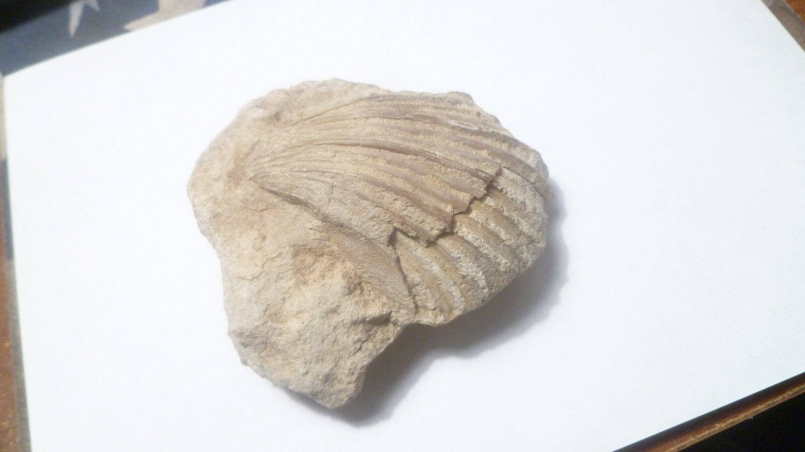 2.75" Clam Fossil South Dakota