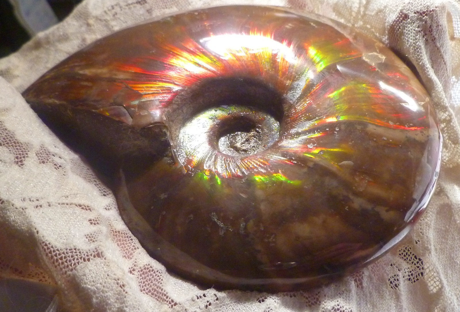 4.6" Red BLUE CENTER AMMONITE FOSSIL 100 MYO Madagascar OLD STOCK