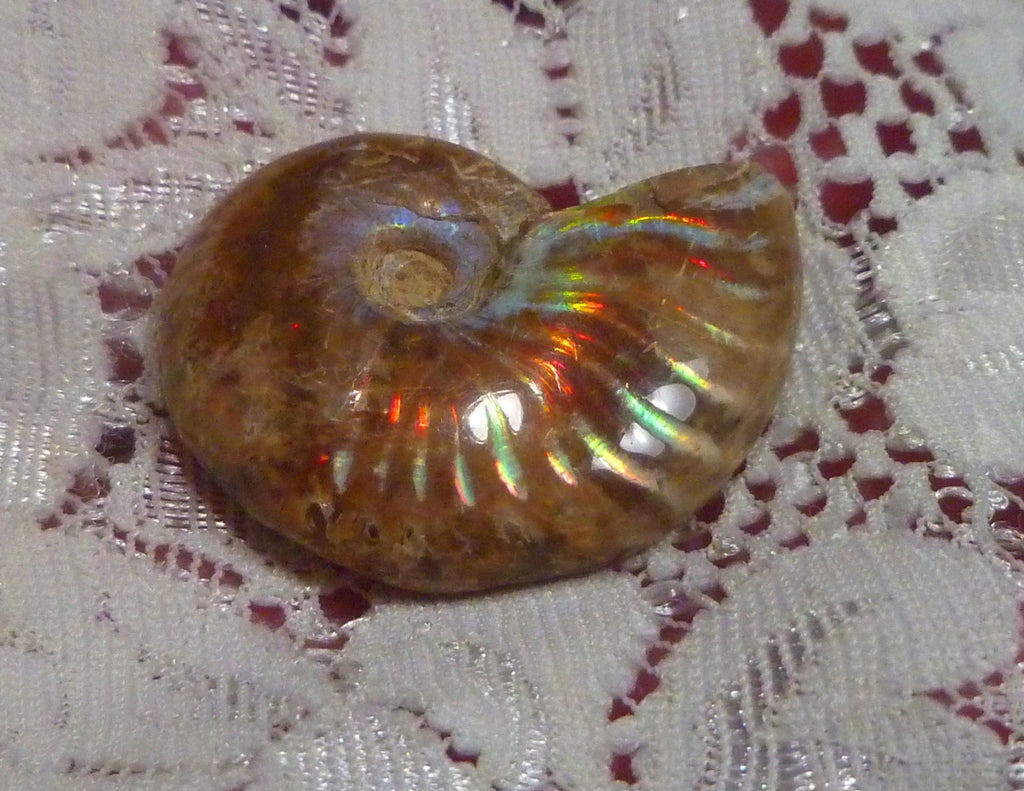 31mm Red Blue GEM QUALITY AMMONITE FOSSIL 100 million Years Madagascar 43cts