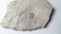 Perfect! 509 Million YEAR Old Elrathia Kingi TRILOBITE Fossil Utah