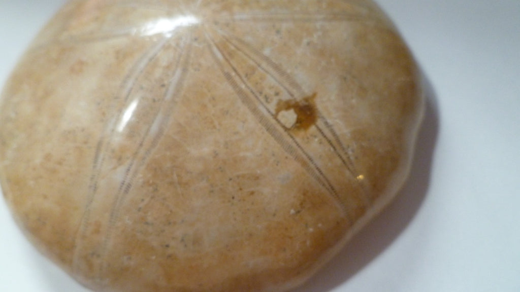 Excellent Sand dollar Clypeasteroid Fossil Perfect Polished Star 3 & 5/8"