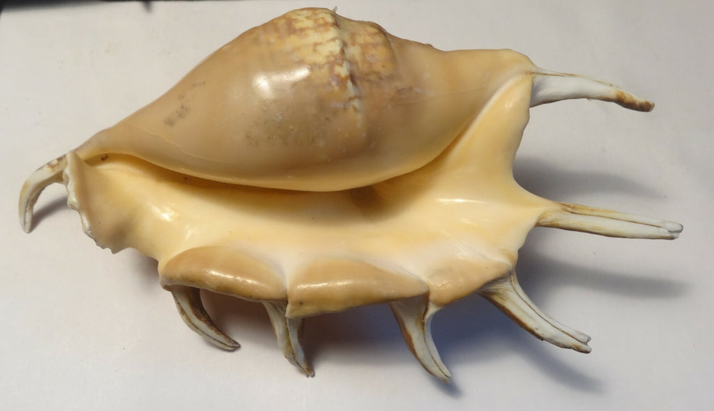 Rare Lambis Scorpius Spider Conch Sea Shell (Scorpion Conch) Beach 6.75"        