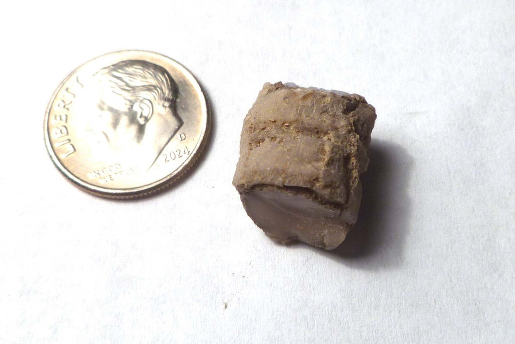 Virgin Valley WHITE PINK Opal Petrified Wood Log Nevada 10 cts