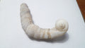 5.5" SEASHELL MOLUSKS SNAIL FOSSIL, CORALLIOPHILIDAE INDONESIA Amazing Specimen!