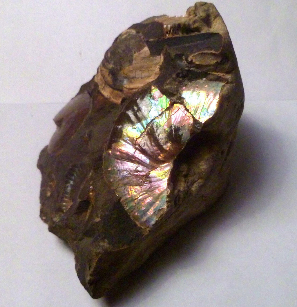 LOTS of fossils! Iridescent Ammonite Ammolite Fossil Discus South Dakota Matrix