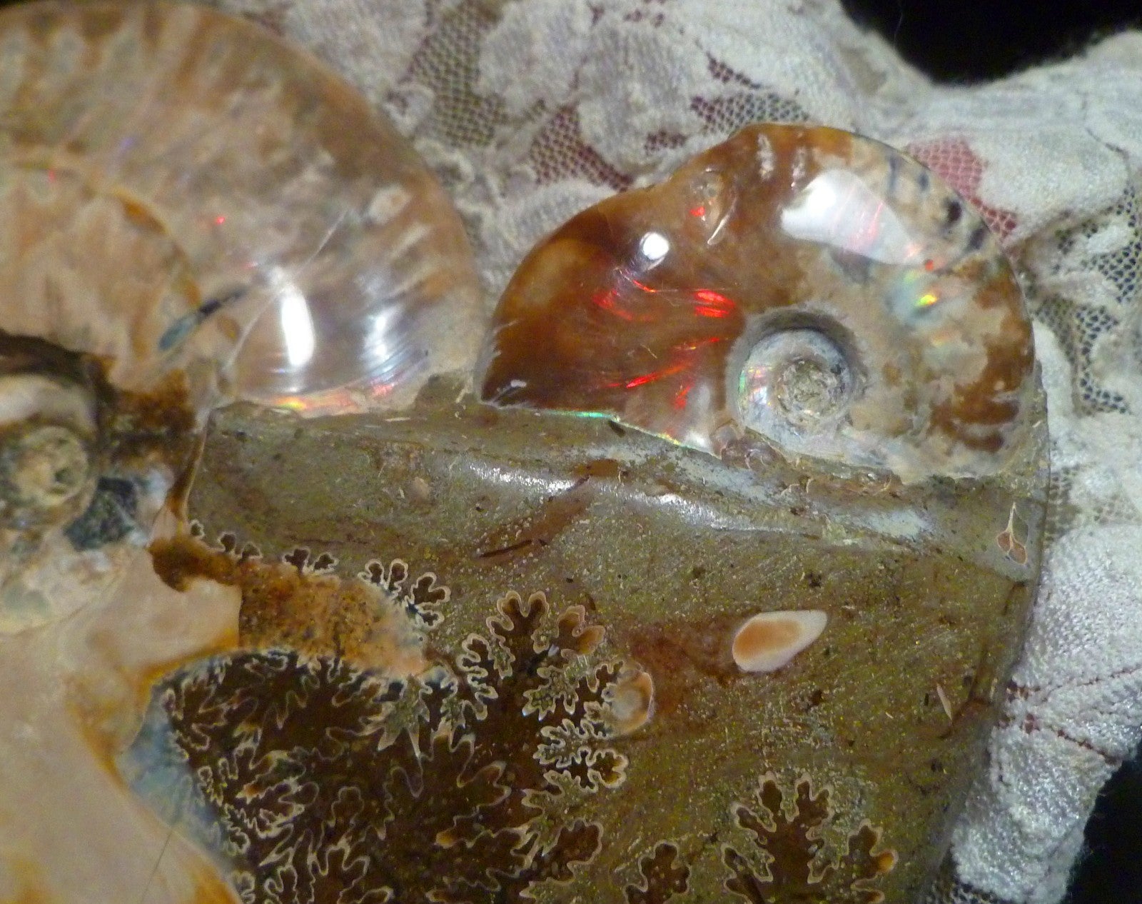6" Polished AMMONITE FOSSIL W/Smaller in the End 100 MYO Madagascar OLD STOCK