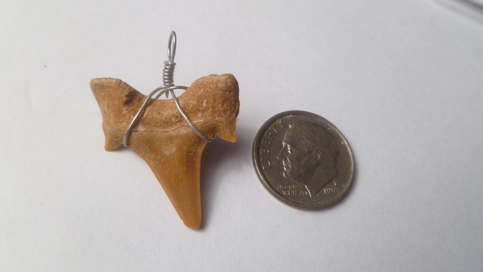 OTODUS TOOTH REAL A+ SHARK FOSSIL PENDANT MEGALODON EXTINCT ANCESTOR RELIC