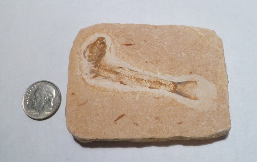 Beautiful 2 & 3/4" DETAILED Dastilbe FOSSIL FISH PLATE Brazil