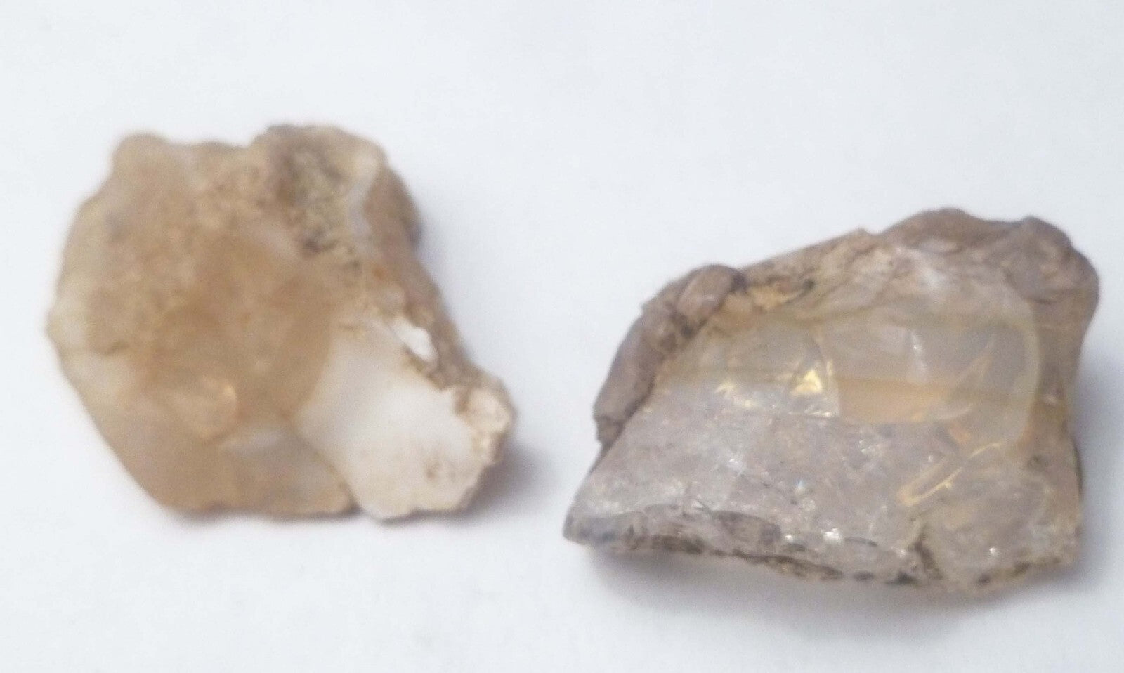 2 Virgin Valley Opal Petrified Wood Specimens Nevada