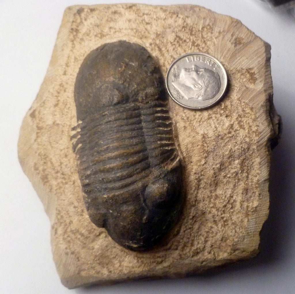 63mm Quality Reedops Trilobite Fossil From The Devonian of Morocco
