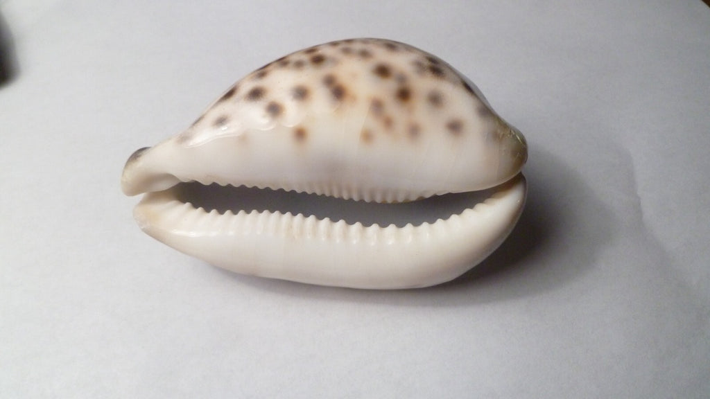 Vintage Beautiful Tiger Cowrie Cypraea Tigris Leopard Pattern Seashell  3.5”