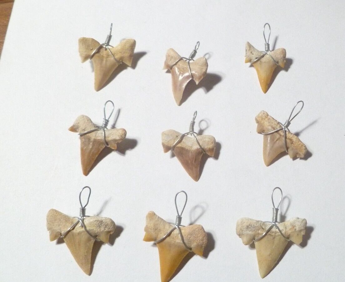 ONE OTODUS TOOTH REAL A+ SHARK FOSSIL PENDANT MEGALODON EXTINCT ANCESTOR RELIC