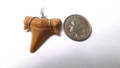 OTODUS TOOTH REAL A+ SHARK FOSSIL PENDANT MEGALODON EXTINCT ANCESTOR RELIC