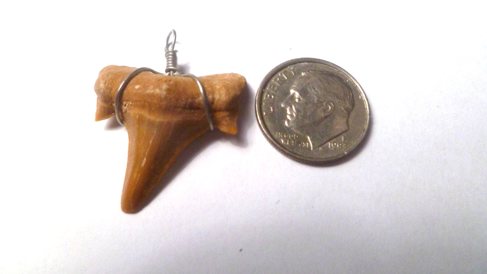 OTODUS TOOTH REAL A+ SHARK FOSSIL PENDANT MEGALODON EXTINCT ANCESTOR RELIC