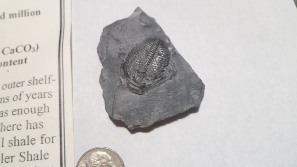 24mm Fossil Trilobite UTAH USA Trilobites fossils INFO Card Included