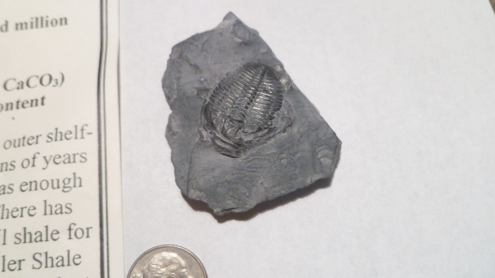 24mm Fossil Trilobite UTAH USA Trilobites fossils INFO Card Included