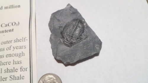 24mm Fossil Trilobite UTAH USA Trilobites fossils INFO Card Included