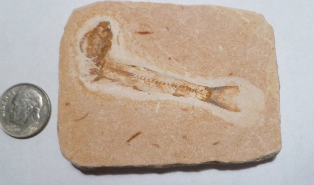 Beautiful 2 & 3/4" DETAILED Dastilbe FOSSIL FISH PLATE Brazil