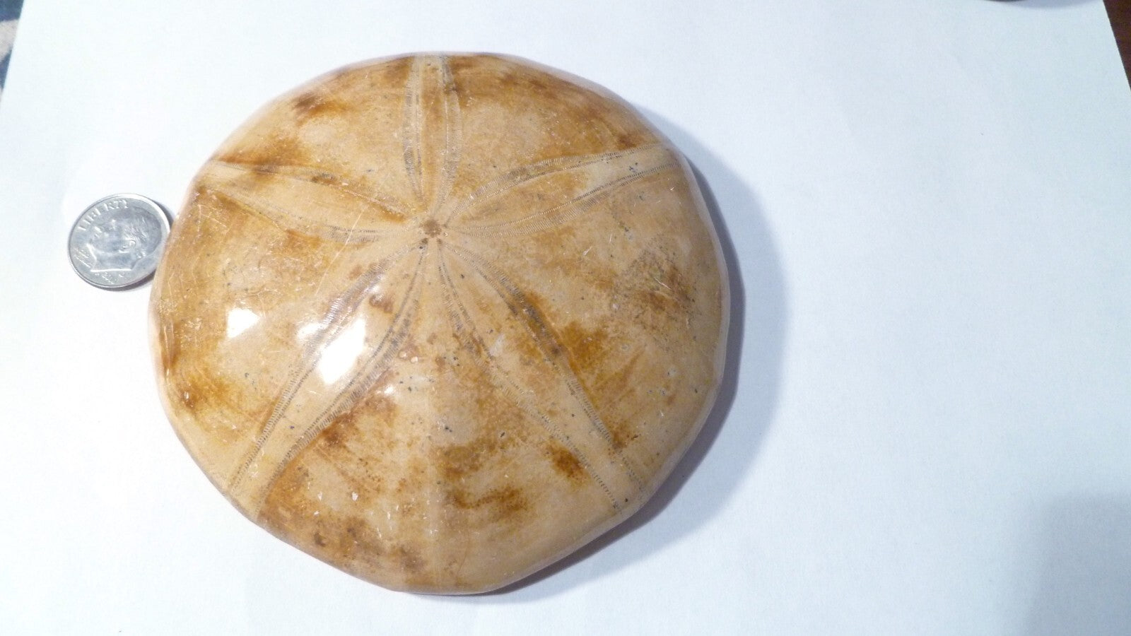 Fossil Sand Dollar Clypeasteroid Fossil Star Sand dollar 3 & 5/8"