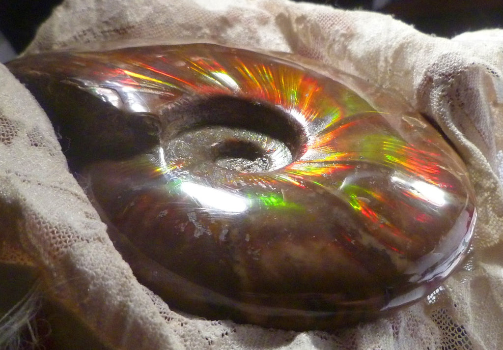 4.6" Red BLUE CENTER AMMONITE FOSSIL 100 MYO Madagascar OLD STOCK