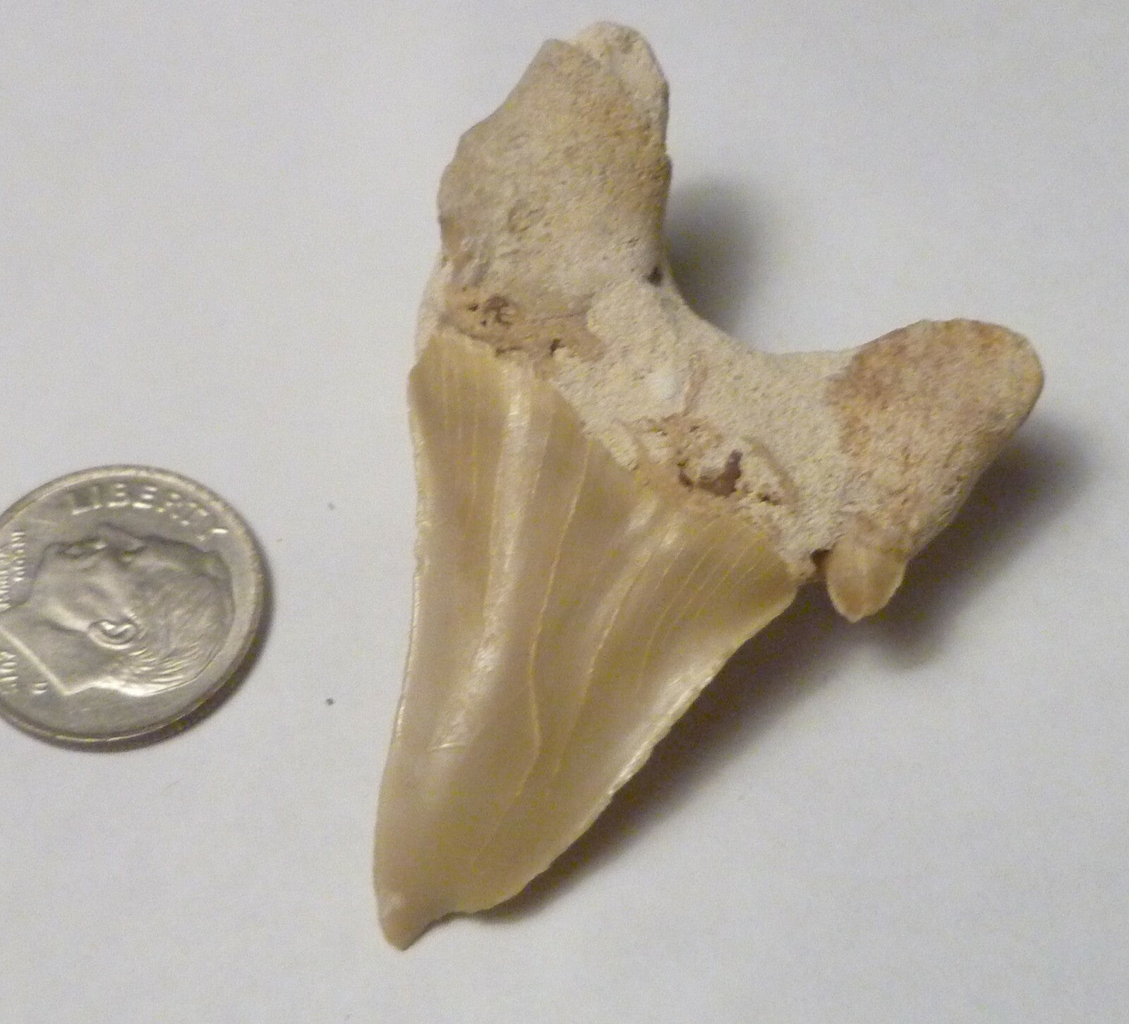 Pathological Deformed Natural Otodus Fossil SHARK TOOTH Teeth! RARE