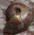 56mm Red, Green AMMONITE FOSSIL 100 million Years Madagascar 49 grams