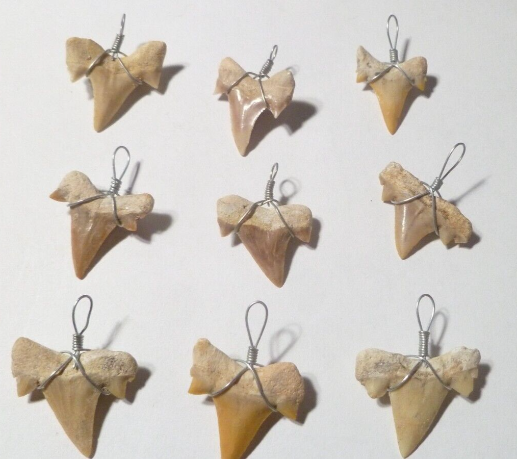 ONE OTODUS TOOTH REAL A+ SHARK FOSSIL PENDANT MEGALODON EXTINCT ANCESTOR RELIC