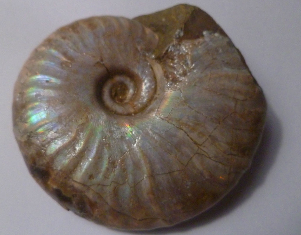 61mm SILVER Iridescent AMMONITE FOSSIL Opalized 100 million Years Madagascar