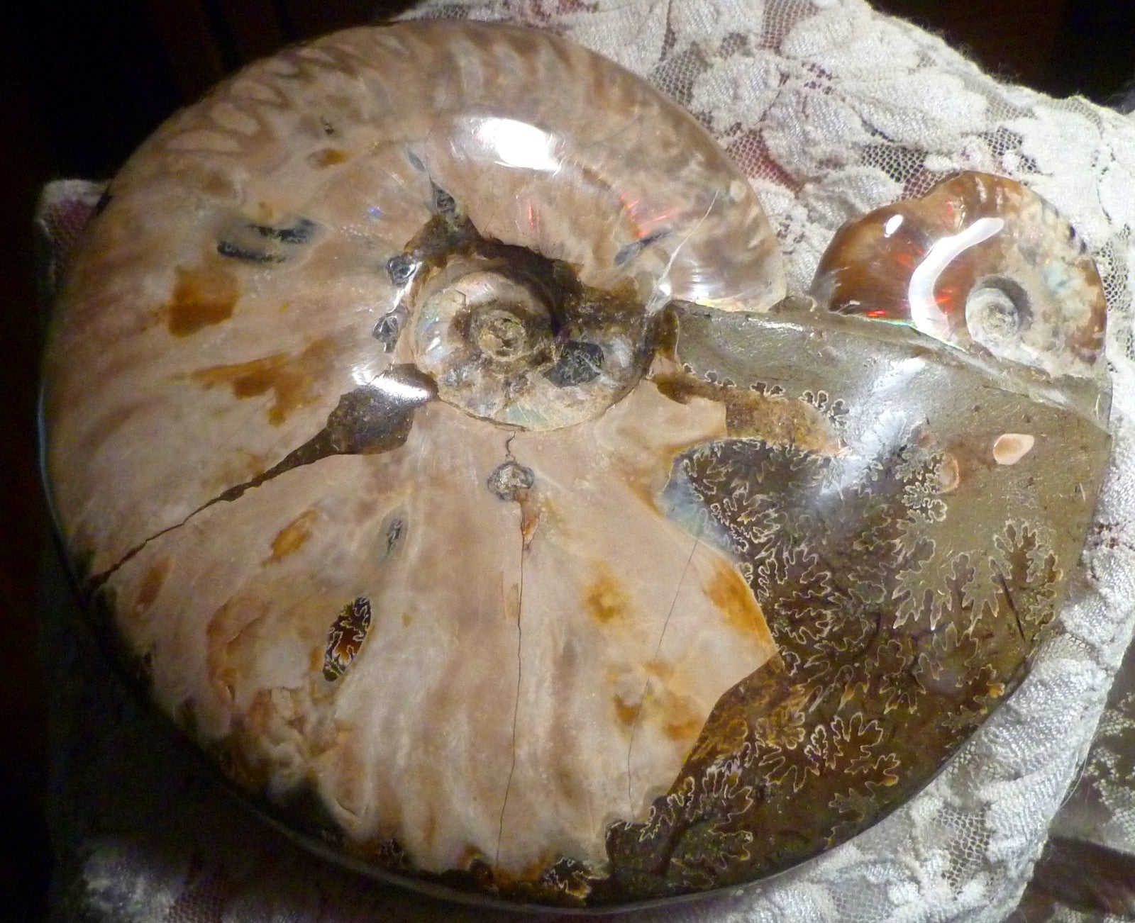 6" Polished AMMONITE FOSSIL W/Smaller in the End 100 MYO Madagascar OLD STOCK