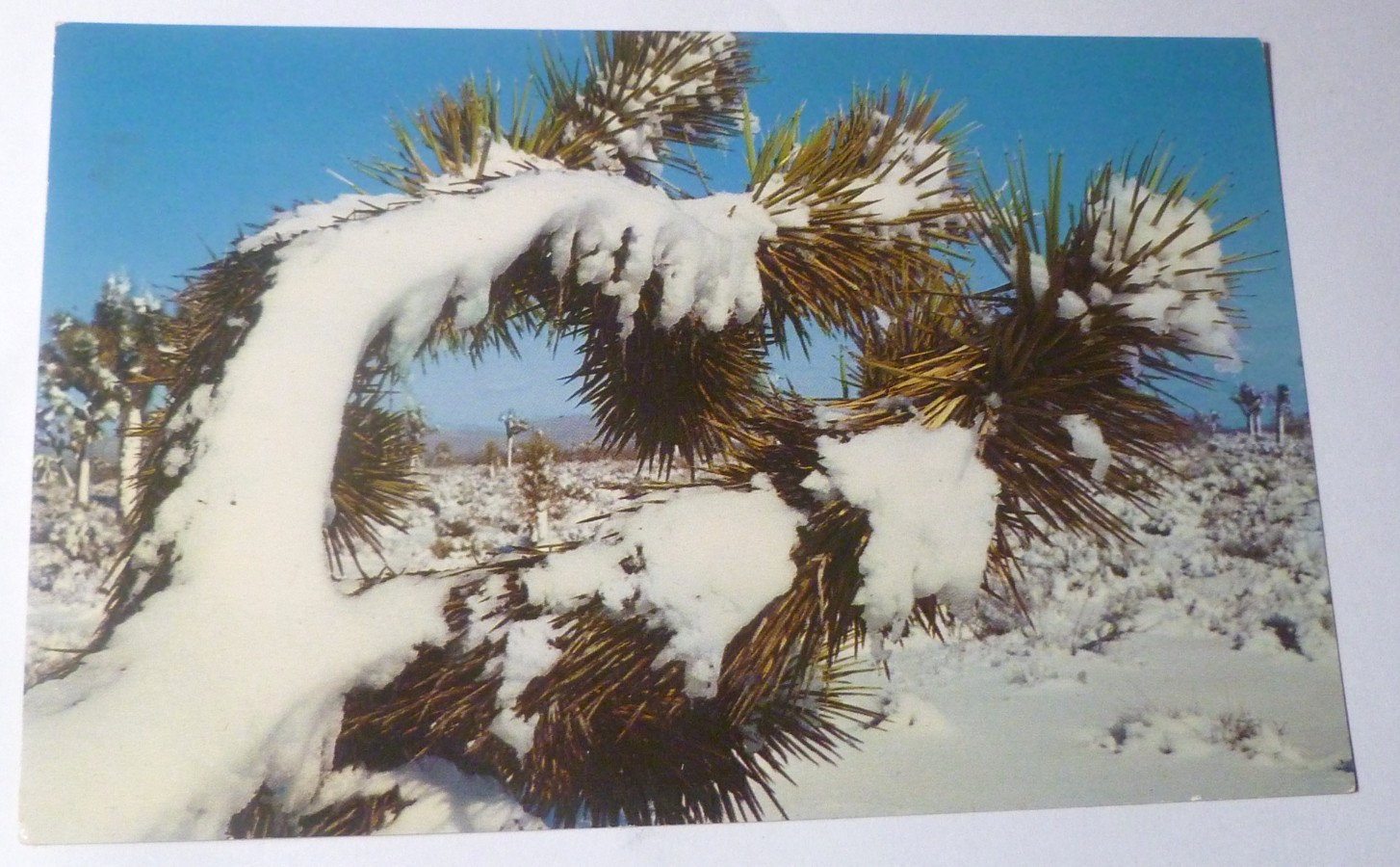 Postcard Snow High Desert California USA 1961